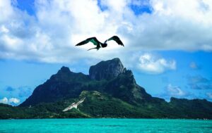Des oiseaux survolent une île en Polynésie